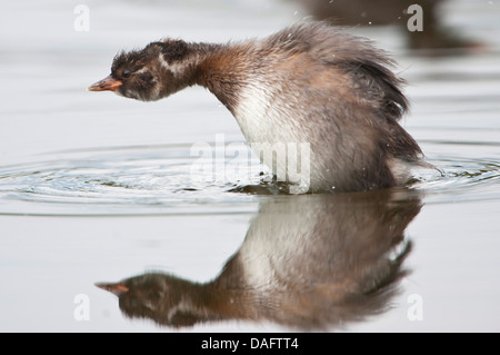 Tuffetto (Podiceps ruficollis, Tachybaptus ruficollis), sette settimane vecchio neonata balneazione, in Germania, in Renania settentrionale-Vestfalia Foto Stock