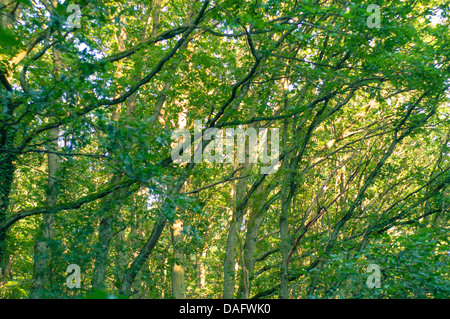Una immagine della foresta di mattina con raggi solari Foto Stock