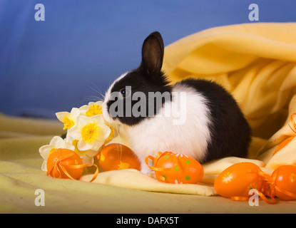 Il coniglio domestico (oryctolagus cuniculus f. domestica), coniglio nano con olandese-staim seduto in una decorazione di Pasqua Foto Stock