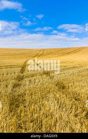 Tracce di pneumatici attraverso un campo di stoppie. Foto Stock