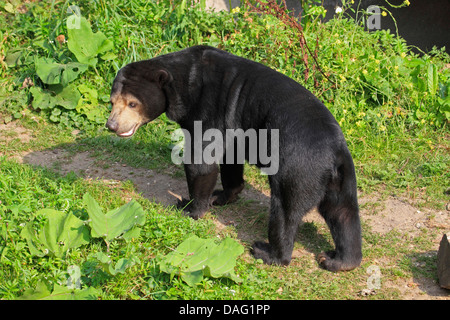 Sun bear: la malese sun bear (Ursus malayanus, Helarctos malayanus), in piedi su un percorso di prato Foto Stock