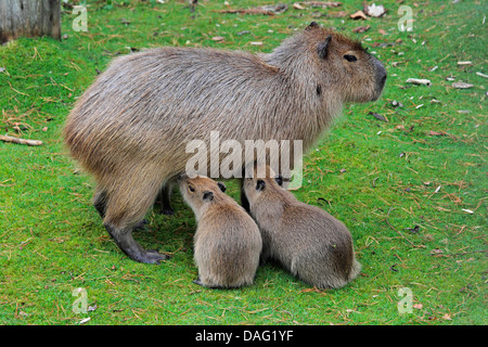 Capibara, carpincho (Hydrochaeris hydrochaeris, Hydrochoeris hydrochaeris), madre in piedi in un prato allattamento alcuni ragazzi Foto Stock