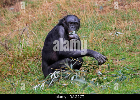 Bonobo, scimpanzé pigmeo (Pan paniscus), seduta in un prato di foglie di alimentazione da un strappato il ramo Foto Stock