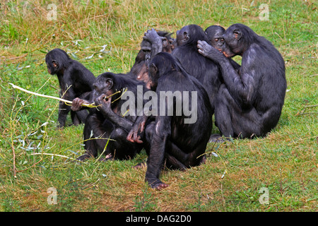 Bonobo, scimpanzé pigmeo (Pan paniscus), gruppo seduto in un prato di toelettatura reciprocamente Foto Stock