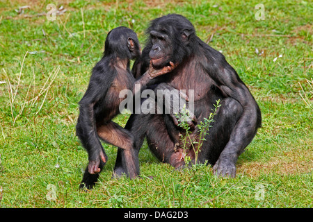 Bonobo, scimpanzé pigmeo (Pan paniscus), madre seduti in un prato con un bambino Foto Stock