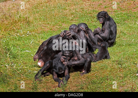 Bonobo, scimpanzé pigmeo (Pan paniscus), gruppo seduto in un prato di toelettatura reciprocamente Foto Stock