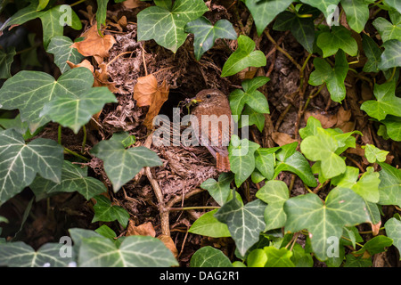 Winter wren (Troglodytes troglodytes), al suo nido con il grillo nel suo becco, in Germania, in Renania settentrionale-Vestfalia Foto Stock