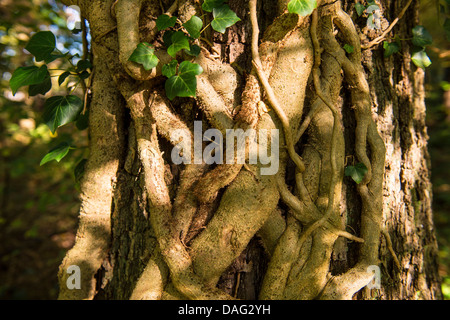 English ivy, comune edera (Hedera helix), i gambi spessi in corrispondenza di un tronco di albero, in Germania, in Renania settentrionale-Vestfalia Foto Stock