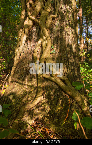 English ivy, comune edera (Hedera helix), i gambi spessi in corrispondenza di un tronco di albero, in Germania, in Renania settentrionale-Vestfalia Foto Stock