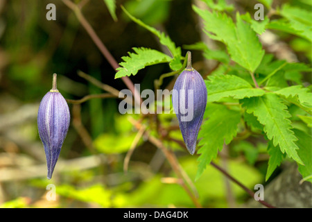 Clematide alpina (Clematis alpina), in bud, Italia, Alto Adige, Dolomiti, Fanes-Sennes-Braies Parco naturale Foto Stock