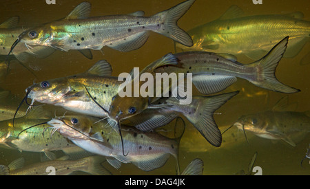 Pesce Gatto di canale (Ictalurus punctatus), poco secca di pesce Foto Stock