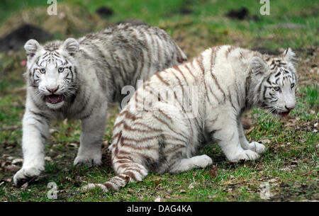 Otto mesi di età bianco cuccioli di tigre di esplorare il loro recinto a Serengeti wildlife park vicino a Hodenhagen, Germania, 17 marzo 2011. Foto: Holger Hollemann Foto Stock