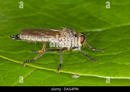 Golden-tabbed Robber Fly (Eutolmus rufibarbis), femmina, Germania Foto Stock