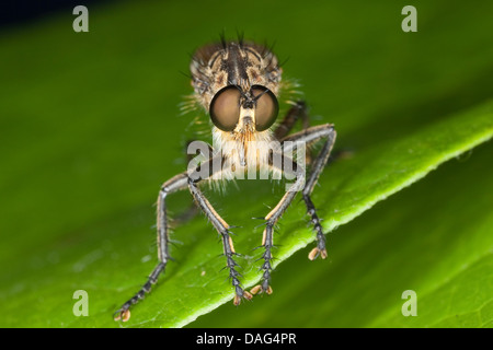 Golden-tabbed Robber Fly (Eutolmus rufibarbis), femmina, Germania Foto Stock