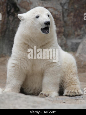 (File) - Un file di dpa foto datata 09 luglio 2007 mostra amato orso polare Knut chiama i suoi operai presso lo zoo di Berlino in Germania. Lo zoo di recare expert Heiner Kloes ha riferito che i quattro-anno-vecchio orso polare crollò e morì di cause sconosciute nel suo composto il 19 marzo 2011. Knut era uno degli zoo di tutte le principali attrazioni e popolare con i berlinesi e stranieri. Foto: Foto Stock