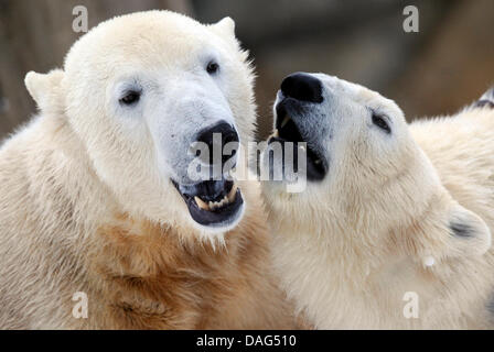 (File) - Un file di dpa foto datata 02 gennaio 2010 mostra amato orso polare Knut (L) scorazzare con la sua compagna Gianna allo zoo di Berlino, Germania. Lo zoo di recare expert Heiner Kloes ha riferito che i quattro-anno-vecchio orso polare crollò e morì di cause sconosciute nel suo composto il 19 marzo 2011. Knut era uno degli zoo di tutte le principali attrazioni e popolare con i berlinesi e foreigne Foto Stock