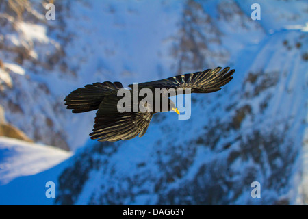 Gracchio alpino (Pyrrhocorax graculus), in volo sopra le montagne, Svizzera, Alpstein, Saentis Foto Stock