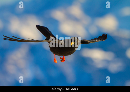 Gracchio alpino (Pyrrhocorax graculus), in volo , svizzera, Alpstein, Saentis Foto Stock