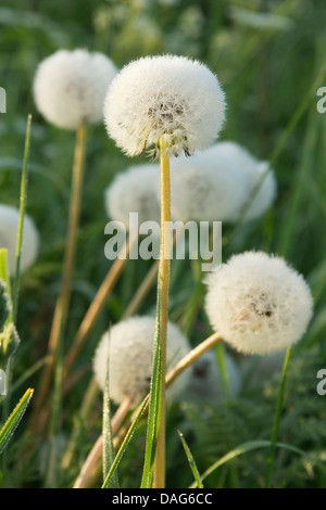 Tarassaco teste di seme al mattino presto sun. Piccole gocce di rugiada sono visibili sui singoli semi close up. Foto Stock