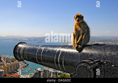 Barberia ape, barbary macaque (Macaca sylvanus), seduto su un vecchio militare inglese cannone sulla Rocca di Gibilterra , Gibilterra Foto Stock