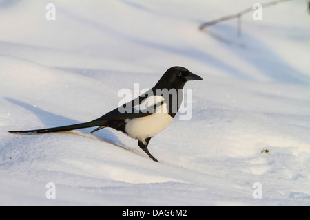 Nero-fatturati gazza (Pica pica), sul terreno nella neve, Svizzera, Sankt Gallen Foto Stock