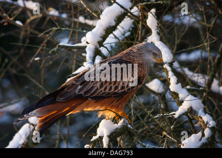 Nibbio reale (Milvus milvus), seduta su una coperta di neve il ramo, Svizzera, Sankt Gallen Foto Stock