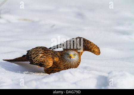 Nibbio reale (Milvus milvus), partendo dalla neve, Svizzera, Sankt Gallen Foto Stock