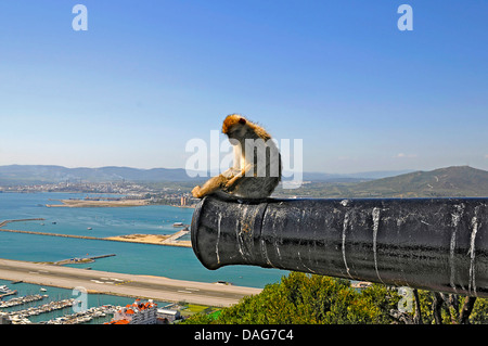 Barberia ape, barbary macaque (Macaca sylvanus), seduto su un vecchio militare inglese cannone sulla Rocca di Gibilterra , Gibilterra Foto Stock