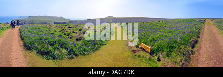 Atlantico (bluebell Hyacinthoides non scripta, Endimione non scriptus, Scilla non scripta), vista panoramica di isola Skomer off Il Pembrokeshire Coast, Regno Unito, Galles Pembrokeshire Foto Stock