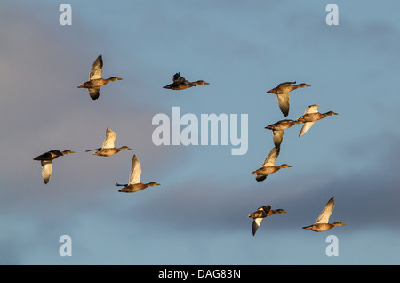 Il germano reale (Anas platyrhynchos), flying truppa, Norvegia, Troms Foto Stock