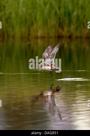 Wigeon europea (Anas penelope, Mareca penelope), a partire da un volo da una superficie di acqua, Norvegia, Troms, Tromsoe Foto Stock