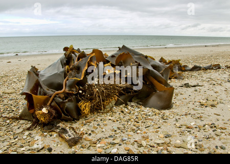 Cinghia di mare, zucchero kelp (Saccharina latissima, Laminaria saccarina), zucchero kelp sulla spiaggia, Germania, Schleswig-Holstein, Helgoland Foto Stock