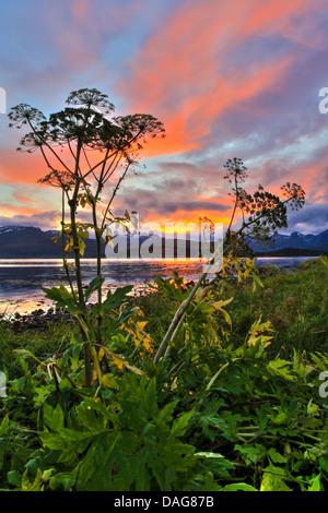 Mucca pastinaca, hogweed (Heracleum spec.), nella luce della sera, Norvegia, Troms, Kvaloeya, Sandnessund Foto Stock