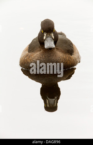 Moretta (Aythya fuligula), femmina riflettendo nel lago, Norvegia, Troms, Prestvannet Foto Stock