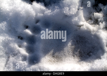 Orso bruno Orso grizzly, grizzly (Ursus arctos horribilis), l'impronta di una zampa nella neve, STATI UNITI D'AMERICA, Alaska, Chilkat aquile calve preservare, Haines Foto Stock