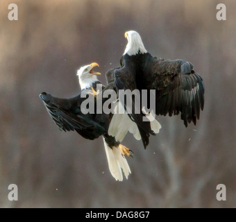 American aquila calva (Haliaeetus leucocephalus), due scontri American aquile calve in volo, STATI UNITI D'AMERICA, Alaska, Chilkat aquila calva preservare Foto Stock