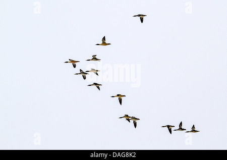 Red-breasted merganser (Mergus serrator), volare, STATI UNITI D'AMERICA, Alaska, Chilkat aquila calva preservare Foto Stock