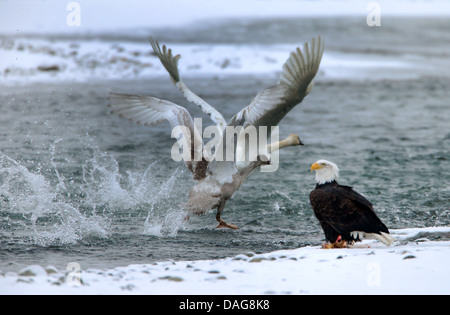 Trumpeter swan (Cygnus buccinatore), trumpeter swans a partire da aquila calva, STATI UNITI D'AMERICA, Alaska, Chilkat aquila calva preservare Foto Stock
