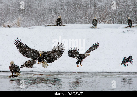 American aquila calva (Haliaeetus leucocephalus), gruppo presso la massa di alimentazione nella neve, STATI UNITI D'AMERICA, Alaska, Chilkat aquila calva preservare Foto Stock