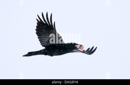 Comune di corvo imperiale (Corvus corax), Raven in volo con i foraggi nel becco, STATI UNITI D'AMERICA, Alaska, Chilkat aquila calva preservare Foto Stock