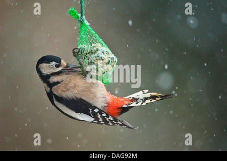 Picchio rosso maggiore (Picoides major, Dendrocopos major), alla sfera di grasso, in Germania, in Renania settentrionale-Vestfalia Foto Stock