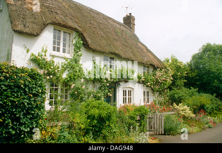 Le rose intorno alla porta di un tetto di paglia tradizionali cottage inglese con Picket Fence Foto Stock