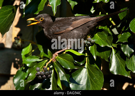 Merlo (Turdus merula), alimentazione maschio su bacche di edera, in Germania, in Renania settentrionale-Vestfalia Foto Stock