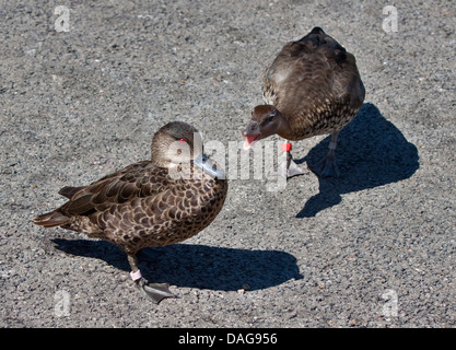 Chestnut Teal (anas castanea) femmina e legno Australiano di anatra (chenonetta jubata), WWT Arundel, West Sussex, in Inghilterra Foto Stock