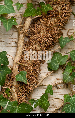 English ivy, comune edera (Hedera helix), radici aeree, in Germania, in Renania settentrionale-Vestfalia Foto Stock