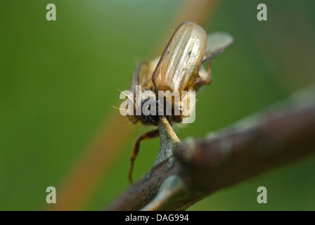 Red-backed shrike (Lanius collurio), beetle infilzata su un marinare da un shrike, in Germania, in Renania settentrionale-Vestfalia Foto Stock