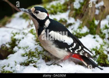 Picchio rosso maggiore (Picoides major, Dendrocopos major), seduta in coperta di neve Moss, in Germania, in Renania settentrionale-Vestfalia Foto Stock