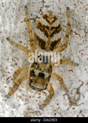 Zebra jumper (Salticus scenicus), macro shot, Germania, NRW, Bergisches Land Foto Stock