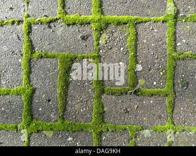 Moss su area di parcheggio, Germania, Bassa Sassonia Foto Stock