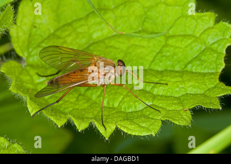 Golden beccaccino fly (Rhagio tringarius), maschio, Germania Foto Stock